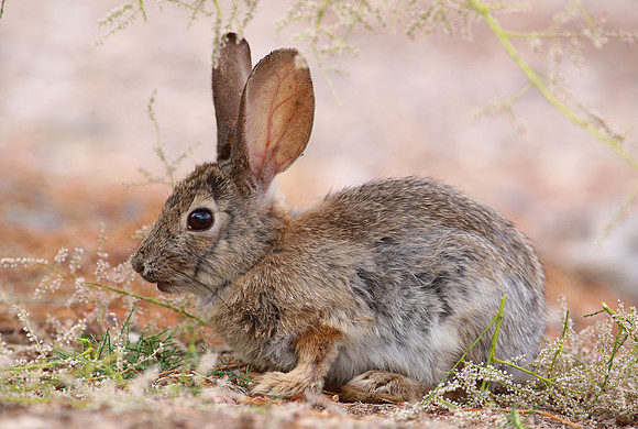 Desert Cottontail - Henderson, Nevada