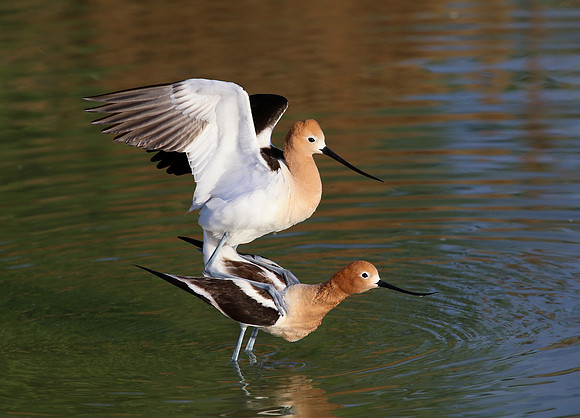 American Avocet - Henderson, Nevada