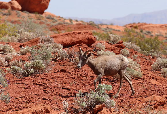 Bighorn Sheep - Valley of Fire State Park, Nevada