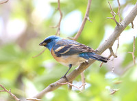 Lazuli Bunting - Corn Creek, Nevada