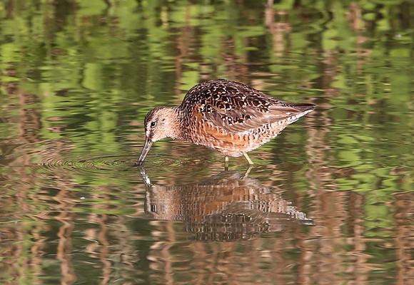 Long-billed Dowitcher - Henderson, Nevada