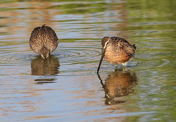 Long-billed Dowitcher - Henderson, Nevada