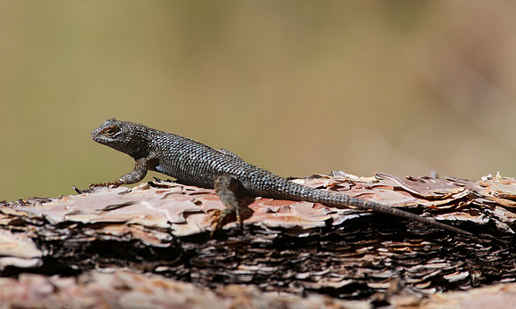 Great Basin Fence Lizard - Desert Spiny Lizard - Mt. Charleston,