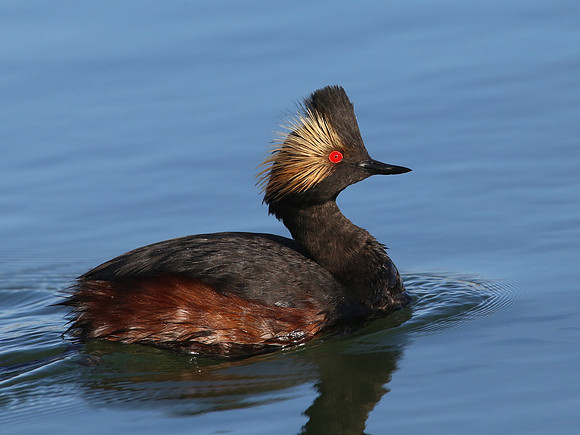 Eared Grebe - Henderson, Nevada