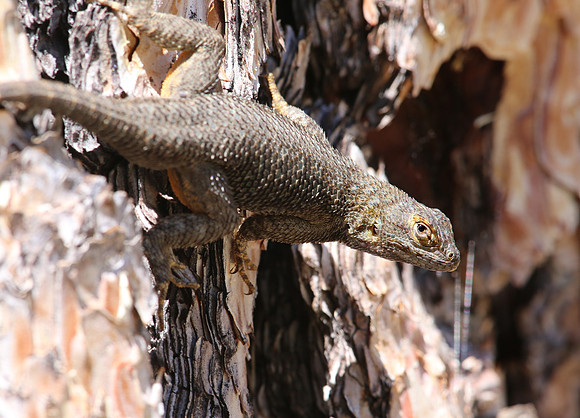 Great Basin Fence Lizard - Desert Spiny Lizard - Mt. Charleston,