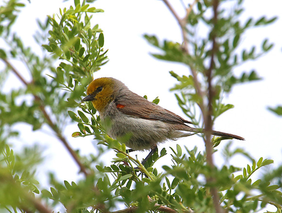 Verdin - Henderson, Nevada