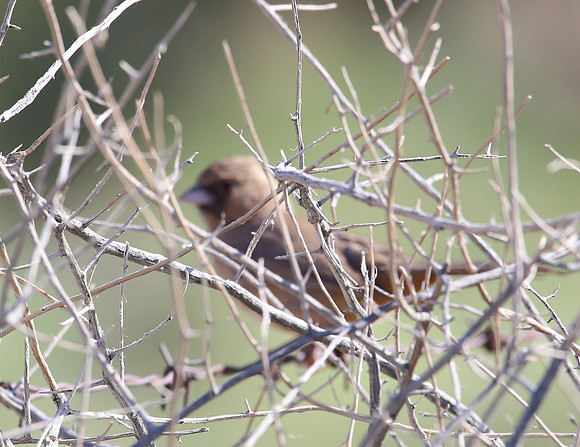 Abert's Towhee - Henderson, Nevada