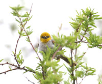Verdin - Henderson, Nevada