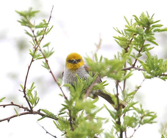 Verdin - Henderson, Nevada