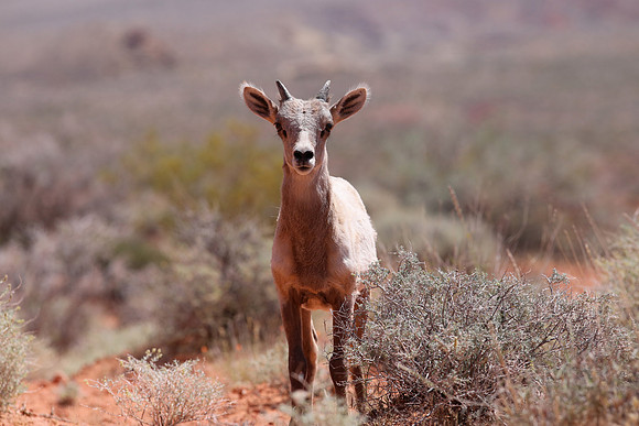 Bighorn Sheep - Valley of Fire State Park, Nevada