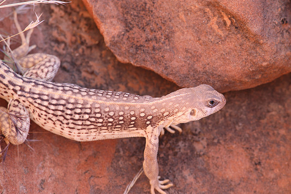 Desert Iguana - Valley of Fire State Park, Nevada
