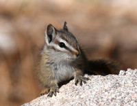 Palmer's Chipmunk - Mt. Charleston, Nevada