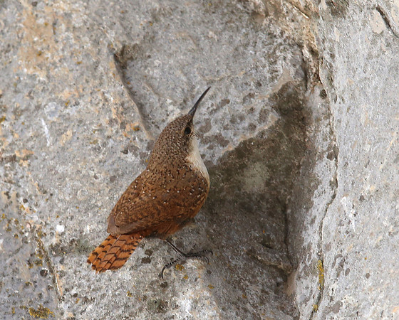 Canyon Wren - Mt Charleston, Nevada