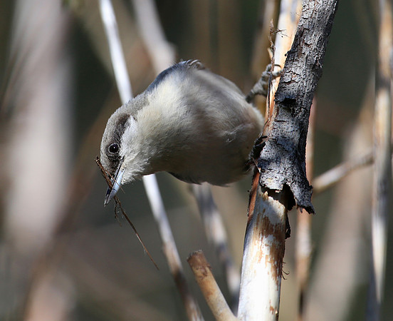 Pygmy Nuthatch - Mt Charleston, Nevada