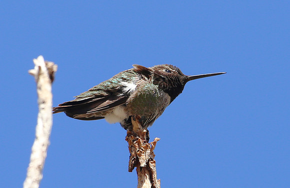 Costa's Hummingbird - Mt. Charleston, Nevada