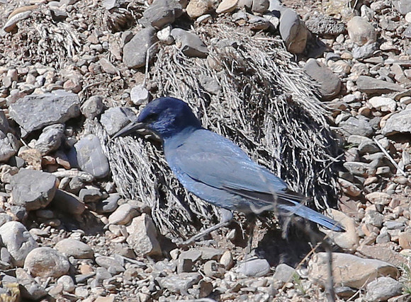 Pinyon Jay - Mt Charleston, Nevada
