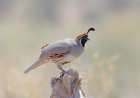 Gambel's Quail - Mt Charleston, Nevada