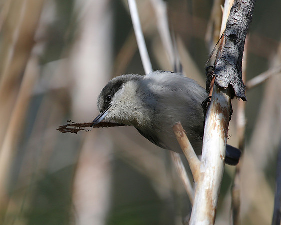 Pygmy Nuthatch - Mt Charleston, Nevada