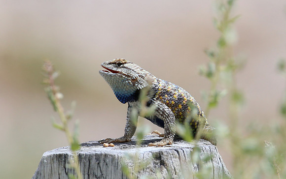 Desert Spiny Lizard - Desert National Wildlife Refuge, Nevada