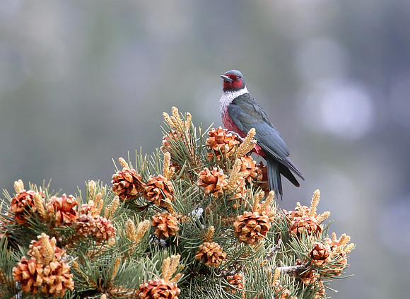 Lewis's Woodpecker - Mt. Charleston, Nevada