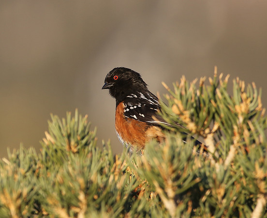 Spotted Towhee - Mt. Charleston, Nevada