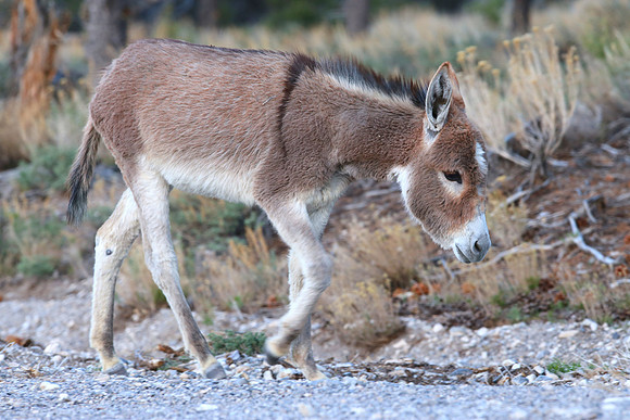 Wild Burro - Mt. Charleston, Nevada
