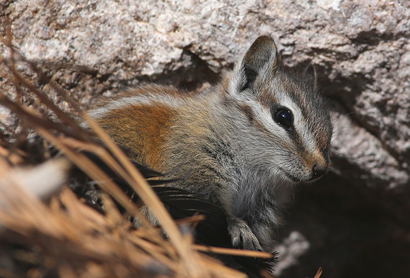 Palmer's Chipmunk - Mt. Charleston, Nevada