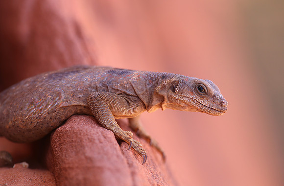 Chuckwalla - Valley of Fire, Nevada