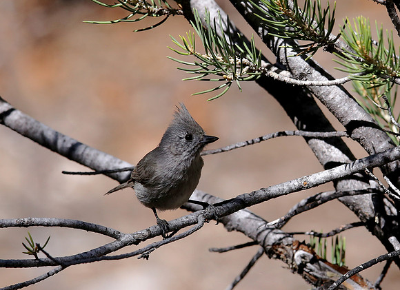 Juniper Titmouse - Mt Charleston, Nevada