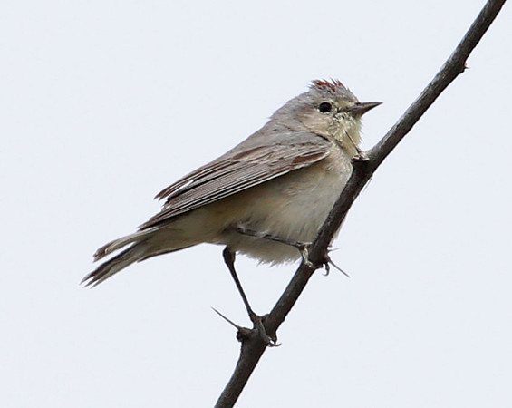 Lucy's Warbler - Corn Creek, Nevada