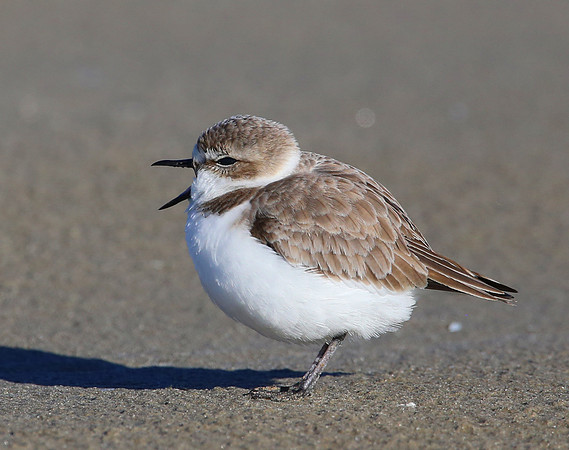 Snowy Plover - Galveston, Texas