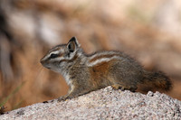 Palmer's Chipmunk - Mt. Charleston, Nevada