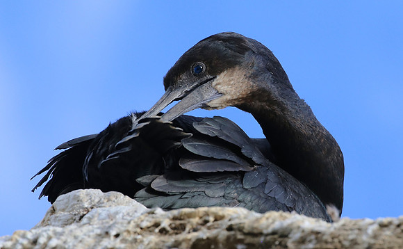 Brandt's Cormorant - La Jolla, California