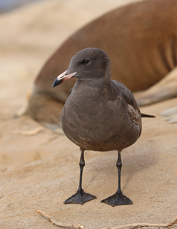 Heerman's Gull - La Jolla, California