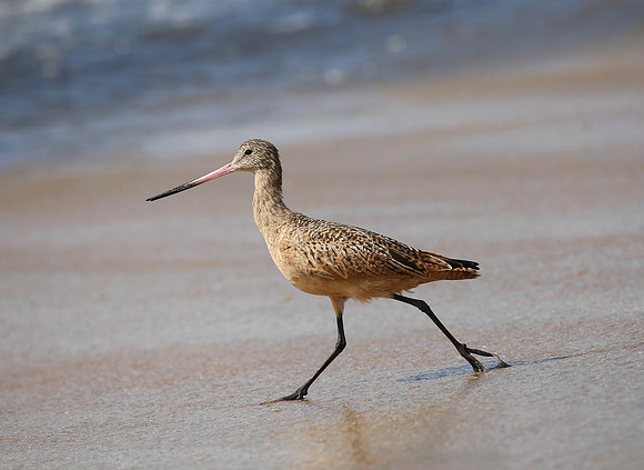 Marbled Godwit - Tijuana River National Estuary - San Diego, Cal