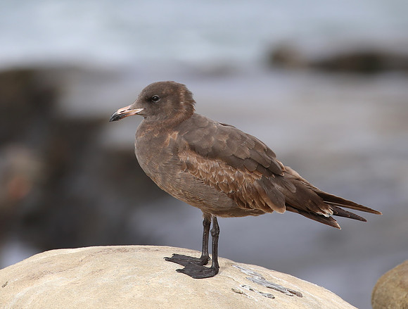 Heerman's Gull - La Jolla, California