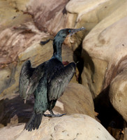 Brandt's Cormorant
