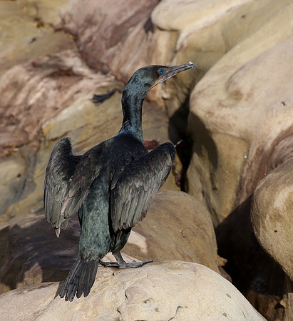 Brandt's Cormorant - La Jolla, California