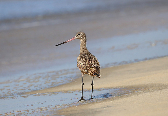 Marbled Godwit - Tijuana River National Estuary - San Diego, Cal