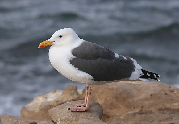 California Gull - La Jolla, California