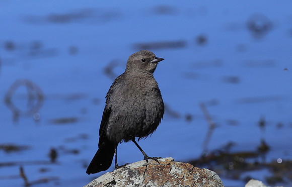 Brewer's Blackbird - Big Bear, California