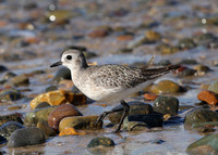 Black-bellied Plover - Tijuana River National Estuary, Californi