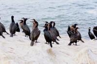 Brandt's Cormorant - La Jolla, California