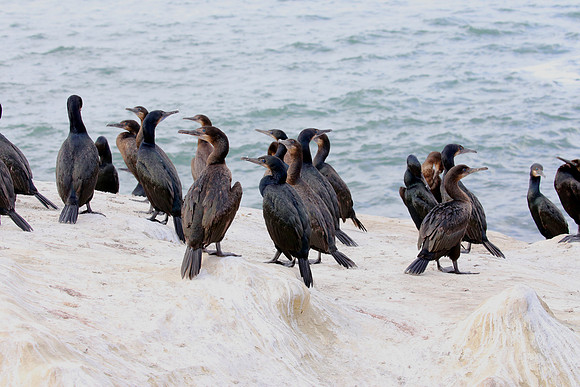 Brandt's Cormorant - La Jolla, California