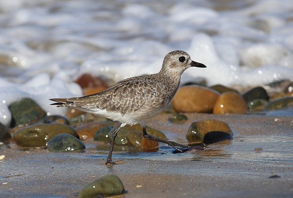 Black-bellied Plover - Tijuana River National Estuary, Californi