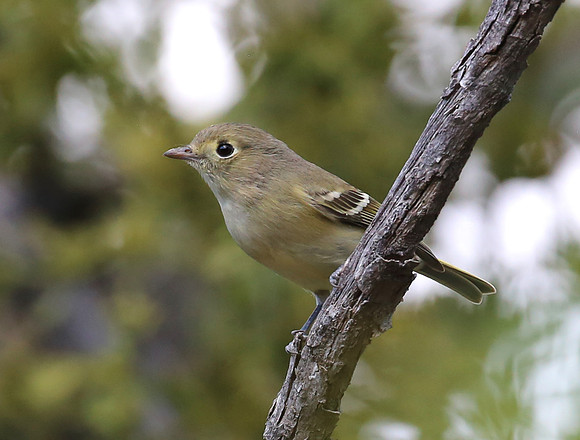 Hutton's Vireo - Madera Canyon, Arizona