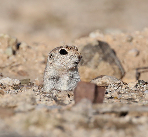 Round-tailed Ground Squirrel - Arizona