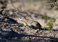 Round-tailed Ground Squirrel - Arizona