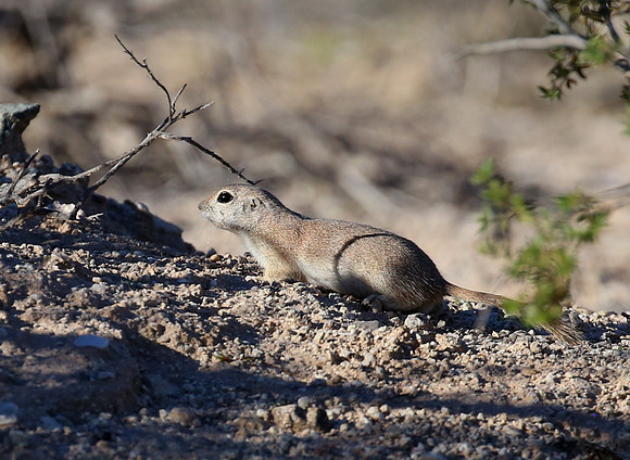 Round-tailed Ground Squirrel - Arizona