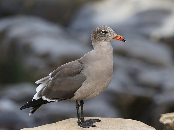 Heerman's Gull - La Jolla, California